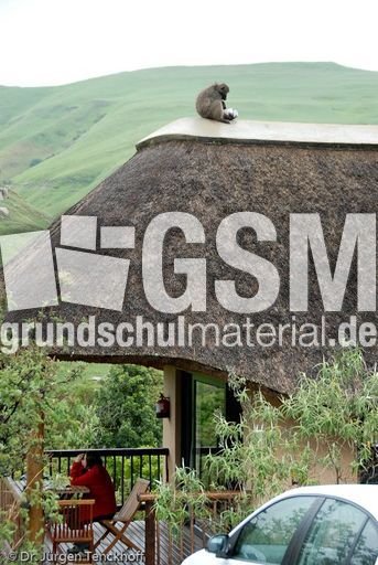 Tschakma Pavian (29 von 48).jpg